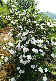 ~灵子～采集到花草