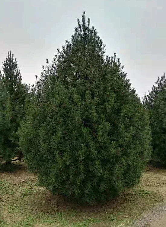 白皮松价格_求购白皮松_白皮松树-鼎盛白皮松苗木合作社-花瓣网