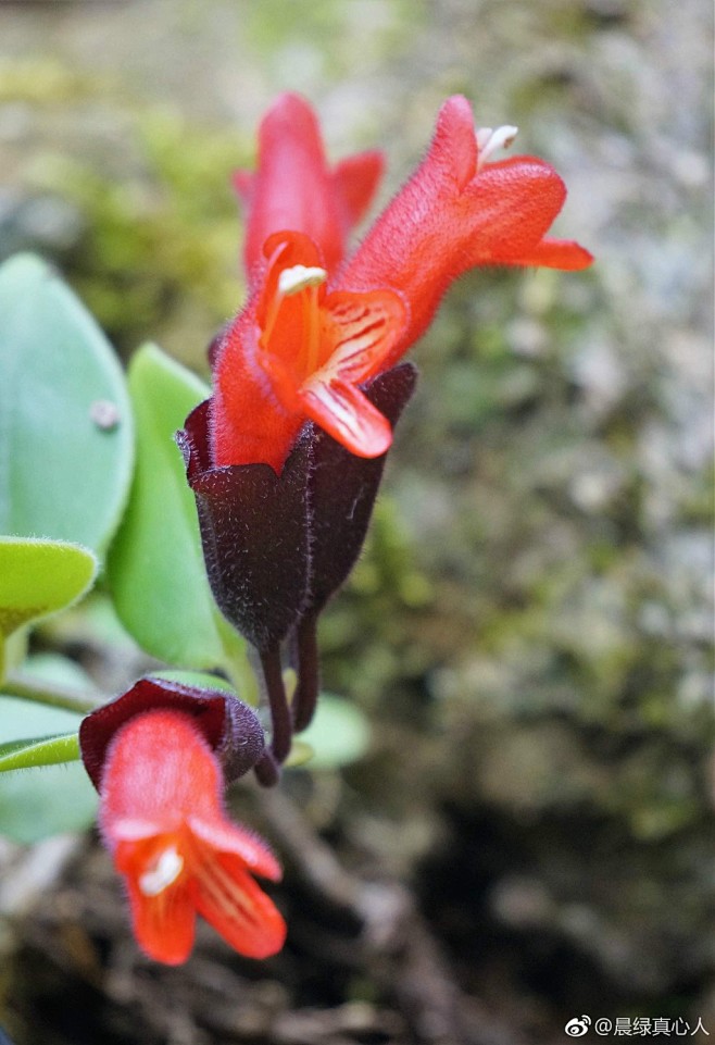 苦苣苔科芒毛苣苔属