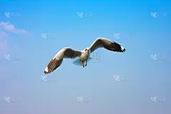 天空,鸟类,机敏,风,灵感,水平画幅,优美,动物身体部位,夏天,海上航道