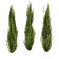 Evergreen-set of 3 by BrokenWing3dStock