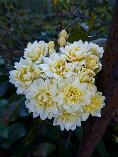 honey_daisy采集到美物