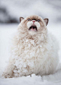 This Persian Cat Discovers Snow For The First Time