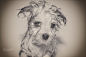 havanese dog puppy looks furious after bathing by Sandra Huber on 500px