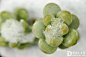 不尝试就没有收获，零℃以下的多肉植物原来竟可以这般欺霜傲雪 - 多肉越冬 多肉大本营