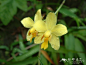 苞舌兰 Spathoglottis pubescens_花卉图片网