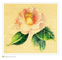 手绘粉色山茶花
