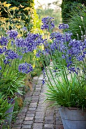 Agapanthus path