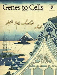 日本科学杂志《Genes to Cells》封面设计----ifavart.com(辣椒酱)-最出色的视觉艺术分享