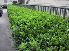 波寒冬采集到河南漯河植物