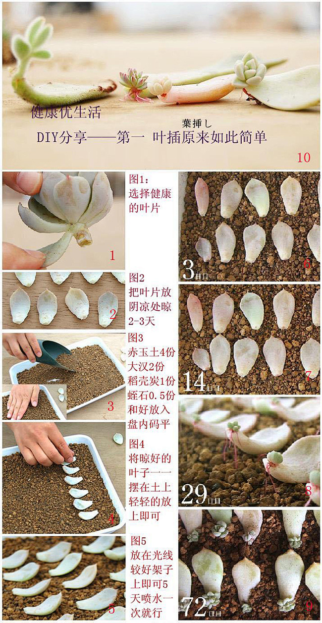 【种植教程】多肉植物叶插图示