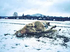 马在雪中自由自在。马经常在雪中打滚