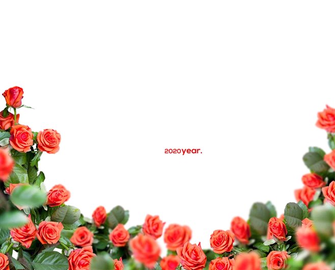 玫瑰花群鲜花前景花海报合成元素_PNG：-花瓣网