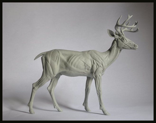 Deer Anatomy Study, ...