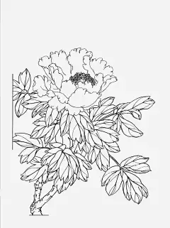 一朵牡丹花png免抠素材_新图网 https://ixintu.com 牡丹花 线描 线稿 白描 工笔画 古典 古风 手绘 大朵 花束