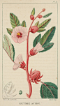 roselle-rawscan.jpg (1840×3260)