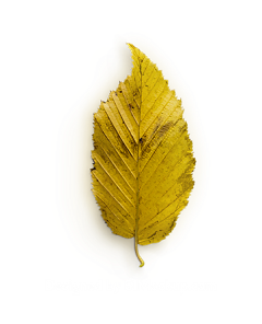 Embellish采集到文艺点缀png
