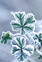 ,  #Winterbilderschneeflocken,  #Winterbilderblumen #Winterbilderschneeflocken
