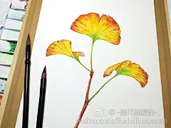 24节气花卉-19银杏-硫代硫酸钠_原创,水彩,花卉_涂鸦王国插画