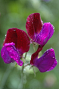 Lathyrus odoratus 'Antique' 香豌豆"古董"