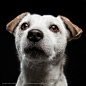 JACK RUSSEL TERRIER MICK : Portraitshot of the dog Mick. He has funny impressions