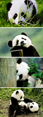 #熊猫超人# 大熊猫