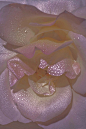 ‘‘mother of pearl’’ flower series by xuebing du. ​​​​
