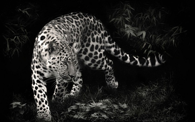 黑色和白色的动物豹子 - 壁纸（#277...
