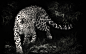 黑色和白色的动物豹子 - 壁纸（#2772463）/ Wallbase.cc