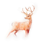deer-Quin、_鹿,quin,原创_涂鸦王国插画