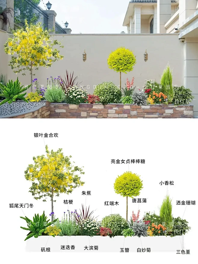 夏日花园自带滤镜的针葵美人蕉超耐养！