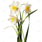 春天春季春日3D立体C4D实景水仙花花朵元素素材