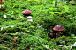 森林,cork tree,胡椒牛肝菌,porcini mushroom,圆顶建筑,褐色,水平画幅,无人,苔藓,户外