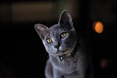 俄罗斯蓝猫, 猫, 宠物, 灰猫, 动物, 国内的, 杂交种, 猫科动物