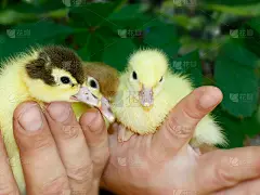 农夫手中的三只新生野鸭和麝香小鸭子。可爱的小鸭。