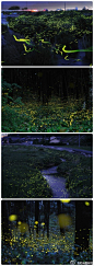 日本各地的萤火虫照片，最真实的萤火虫之国。