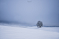 Tree & Snow :739