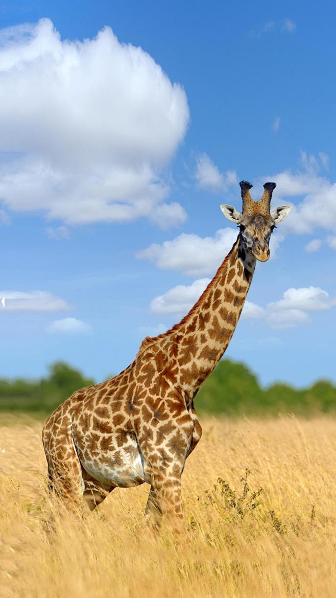 长颈鹿使出杀手锏将狮子狠狠的踹在地上扬长而去