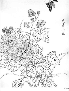 花羽集采集到素描——花草