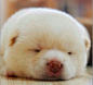 像小北极熊一样的毛绒团儿柴犬~好可爱！