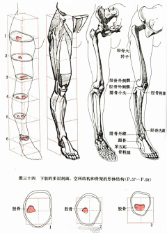 〓Aaron采集到人体教程