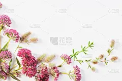 白纸背景上的野花