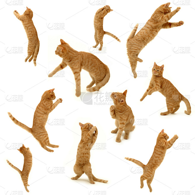 小猫,动作,猫,动物嘴,无人,侧面像,白色,毛绒绒,看,彩色图片