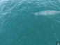 美国加州一个船长Mark Girardeau，前几天出海时拍到一条喷水的鲸鱼，正好捕捉到它喷出一道彩虹时的画面，船长把影片分享出来，表示自己无比幸运，并希望给看见的人也带来幸运。