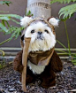 Animals on Pinterest - cat photos, dogs costumes other cute things