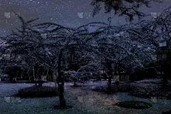 美丽抽象的纹理，彩色的黑白花卉和树木植物森林景观上的黑暗和极光北极星和星星天空银河银河的背景和壁纸