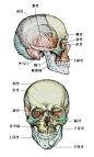 头骨