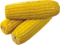 @冒险家的旅程か★
玉米png 玉米素材 剥玉米 蔬菜 食物 美食 png透明背景素材