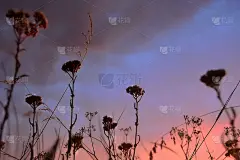 紫菜花的轮廓映衬着乌云密布的落日天空。