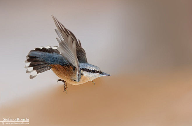 Eurasian nuthatch by...